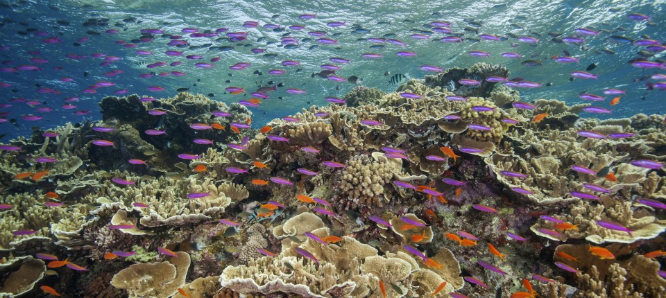 Artenvielfalt in Ozeanen stark gefährdet
