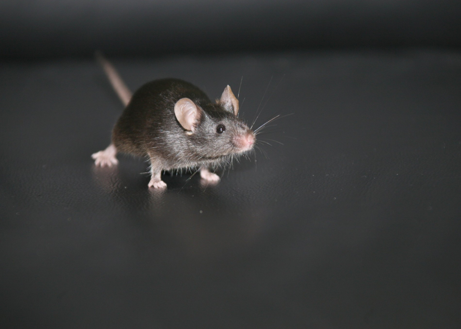 Forscher haben Mäuse-Babys mit zwei Vätern erzeugt